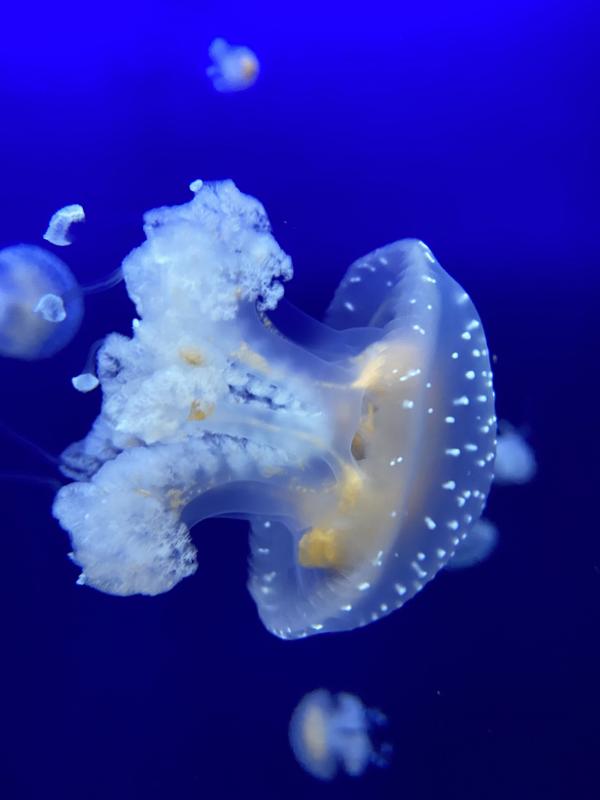 Hotel Mediterannée Menton - Monaco